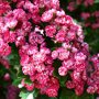 Crataegus lavalleei 'Paul's Scarlet'